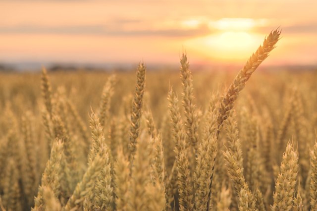 Wheat