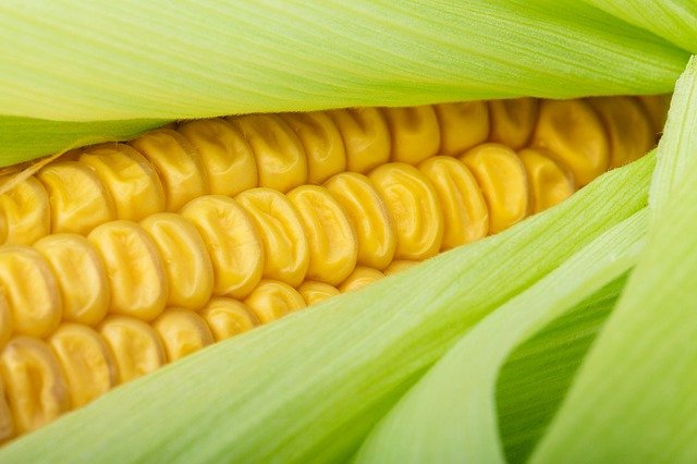 Yellow Maize